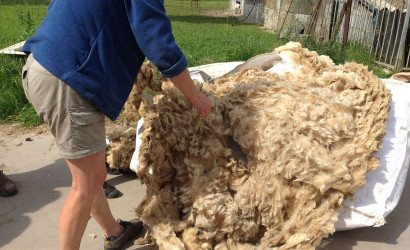 RTBF Info : La laine wallonne: un secteur qui prend de l'ampleur